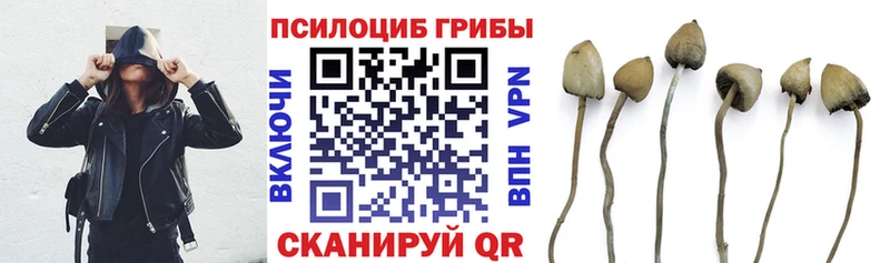 как найти наркотики  Сенгилей  Псилоцибиновые грибы MAGIC MUSHROOMS 